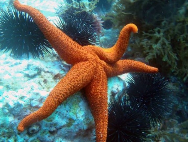 estrella de mar naranja